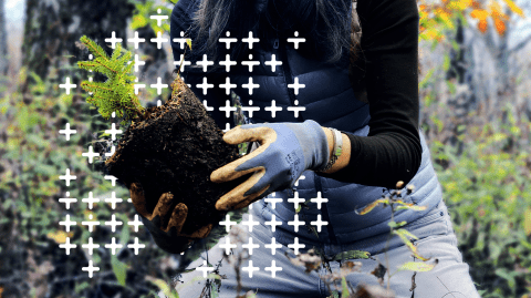 Plant trees for CO2 compensation - MEETYOO Plant trees for CO2 compensation - MEETYOO
