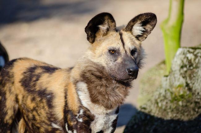 African wild dog