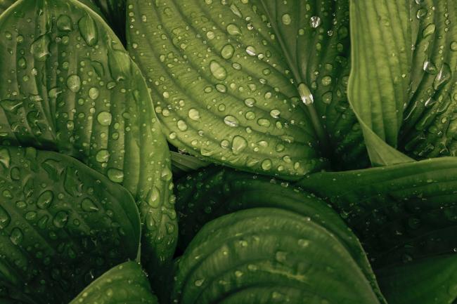 Green Leaves as symbol for sustainability Green Leaves as symbol for sustainability