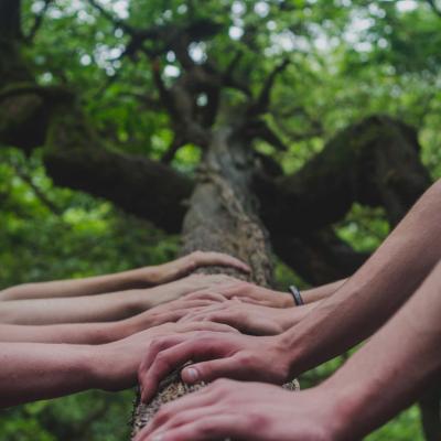 Viele Hände am Baum in der Natur als Symbol für Inklusion