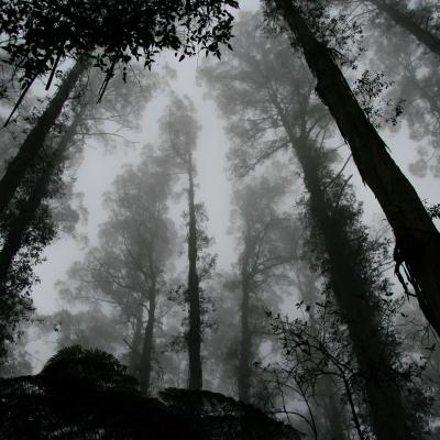 Wald in monochrom Wald in monochrom